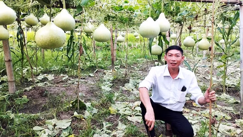 Truc visits a gourd garden, where the gourds will soon be harvested to make dan tinh lutes.