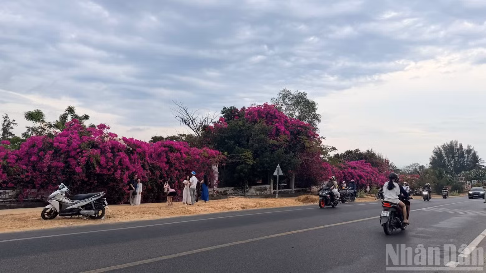 Visitors take photos by the brightly coloured bougainvillea trees.