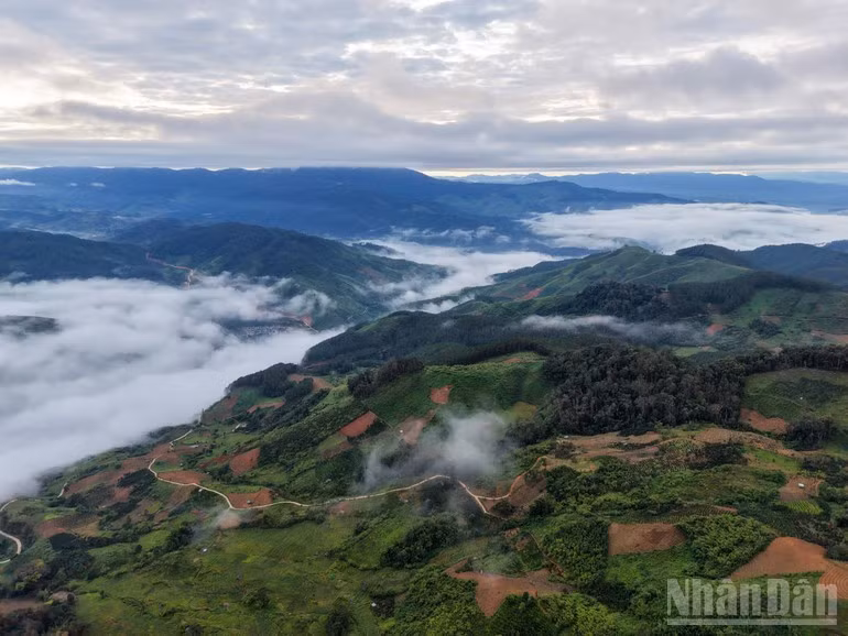 The western mountainous area of Quang Ngai Province boasts a rich and diverse ecosystem.
