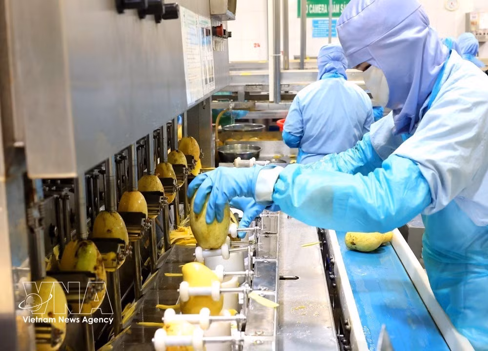 An automatic mango peeling line at ANTESCO Company's factory in Chau Phu commune, An Giang province. (Photo: VNA)