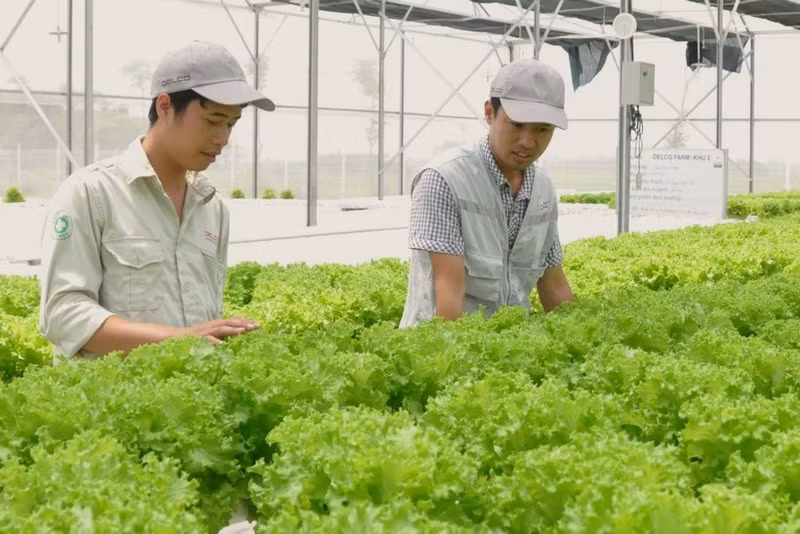 In 2025, fruit and vegetable export turnover surpassed 8.5 billion USD for the first time, rising by nearly 20 percent thanks to deep processing strategies and market opening.