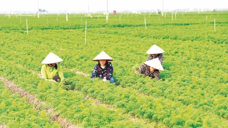 A high-tech vegetable farming model of Chuc Son Clean Vegetable and Fruit Cooperative.