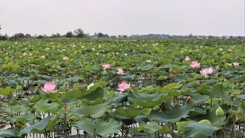 The lotus ponds in Kim Lien Commune are now blooming brilliantly and spreading a gentle, pure fragrance, as if welcoming the anniversary of President Ho Chi Minh’s birth.