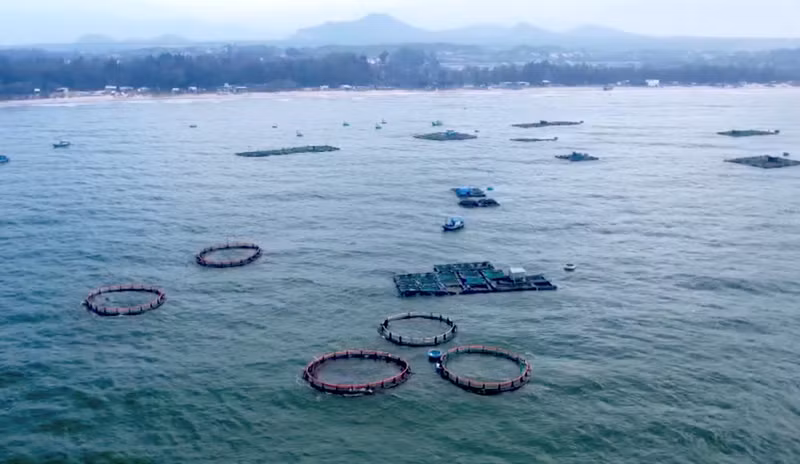 In Lien Huong Commune, several HDPE cage-based marine aquaculture areas have been established.