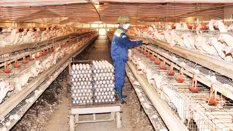 Many livestock farming cooperatives in Hai Phong city establish production linkages with the People, helping improve economic efficiency. (Photo: ANH NGUYET)