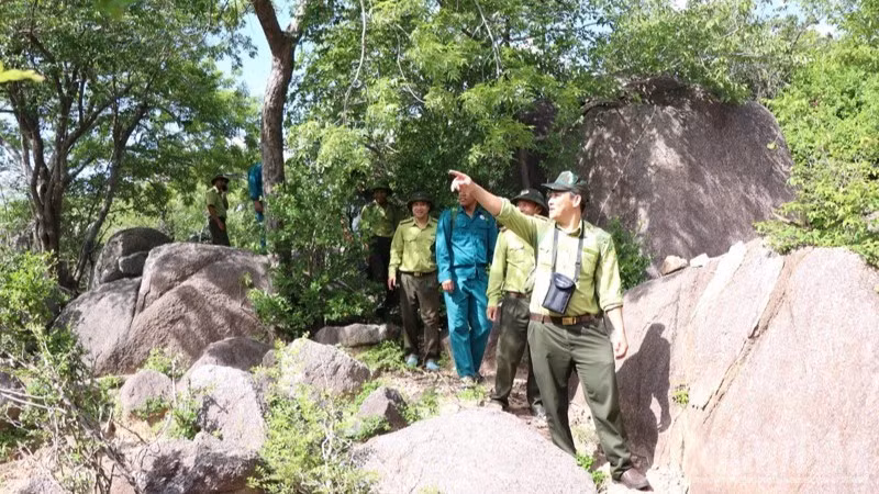 Forest protection personnel at Nui Chua-Phuoc Binh National Park in Khanh Hoa Province set out to patrol the forest areas under the unit’s management. (Photo: NGUYEN TRUNG)