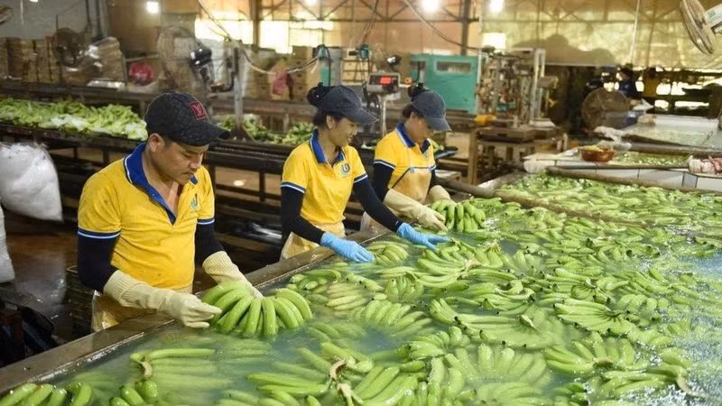 Pre-processing export bananas at Dau Tieng Rubber One Member Company Limited. (Photo: VRG)