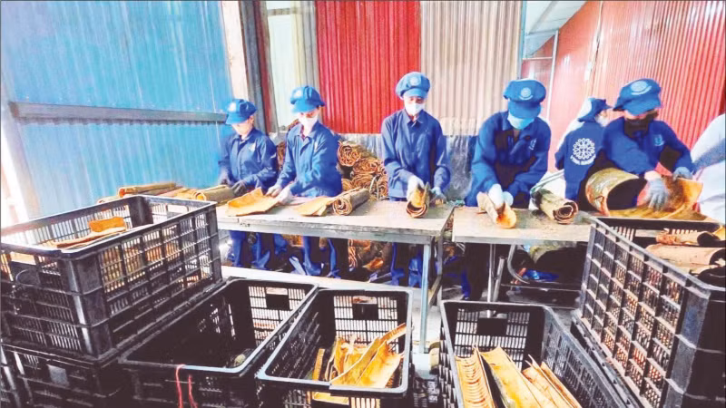 Processing cinnamon at Viet Nam Cinnamon Star Anise Production and Export Joint Stock Company (Vinasamex). (Photo: VINASAMEX)