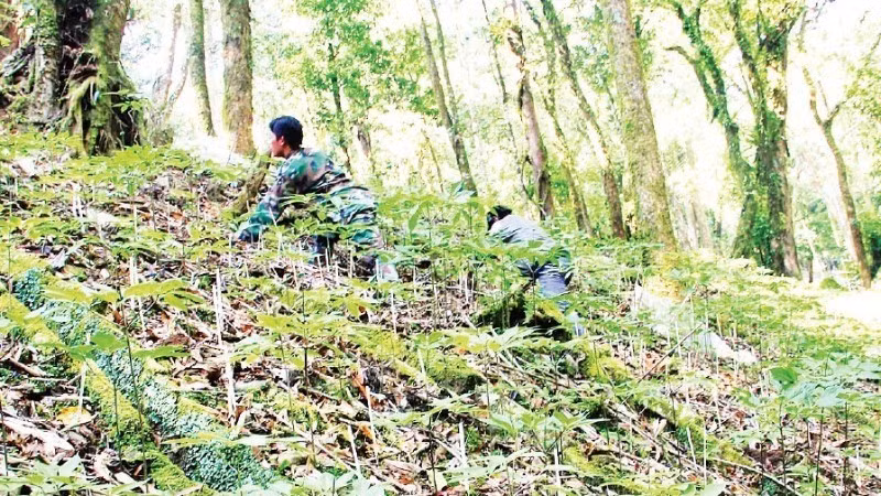 Ngoc Linh ginseng cultivation delivers high economic returns.