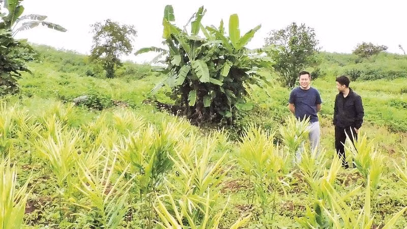 Quang Ngai Province develops medicinal plant cultivation areas with economic value and helps increase incomes for people in mountainous areas.
