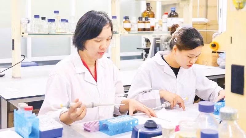 Research on extracting vitexin from mung bean husks contributes to improving the effectiveness of diabetes treatment. (Photo: MINH DUC)