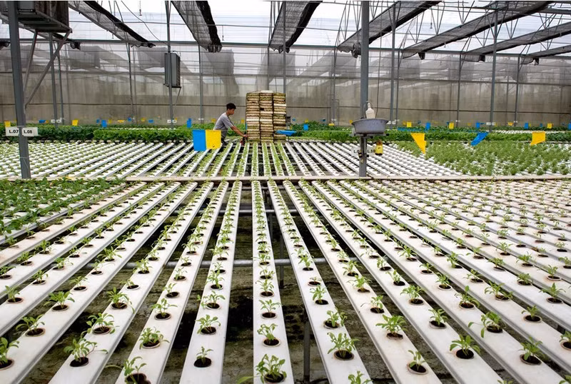 Moving towards low-carbon agriculture is the key for Viet Nam to affirm its position in the global green economy. Photo: Nguyen Thi Thuy Hang