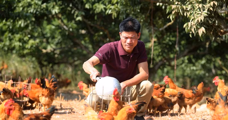 A farmer in Bac Ninh raises chickens on a farm after taking out a loan from a policy bank. Photo: Thanh Dat