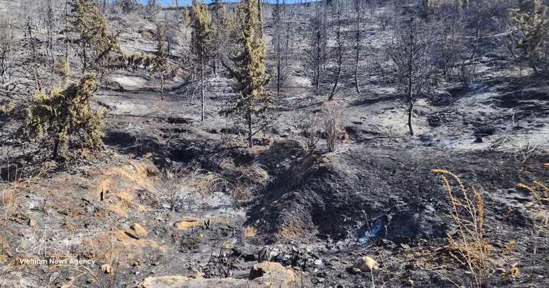 A forest destroyed by fires in Medea province, Algeria (Photo: VNA)