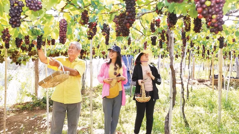 Tourists flock to southern Khanh Hoa vineyards for grape harvests