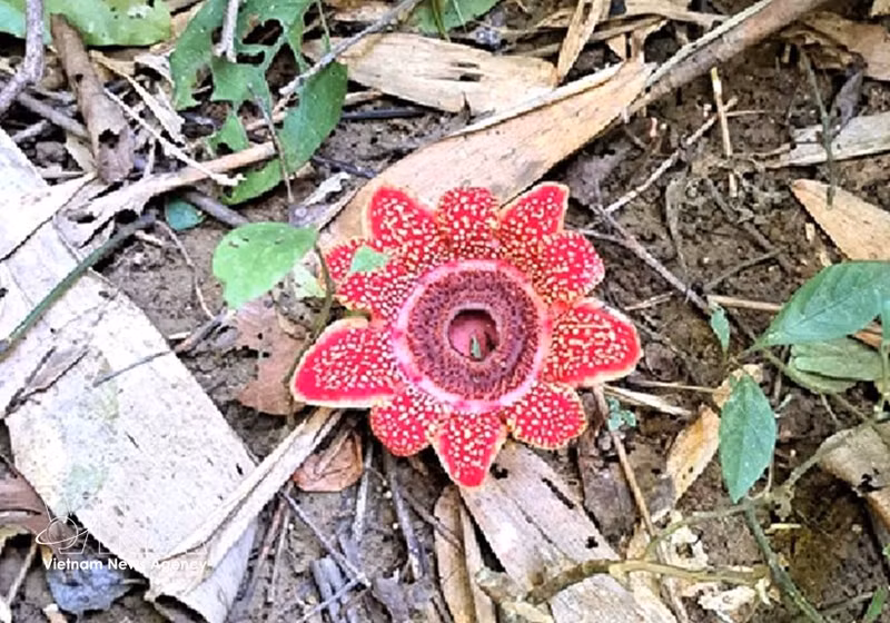 The Himalayan sapria found in the Phong Nha – Ke Bang National Park (Photo published by VNA)