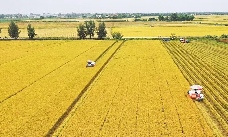 Rice harvesting in the Mekong Delta. (Photo: VNA)