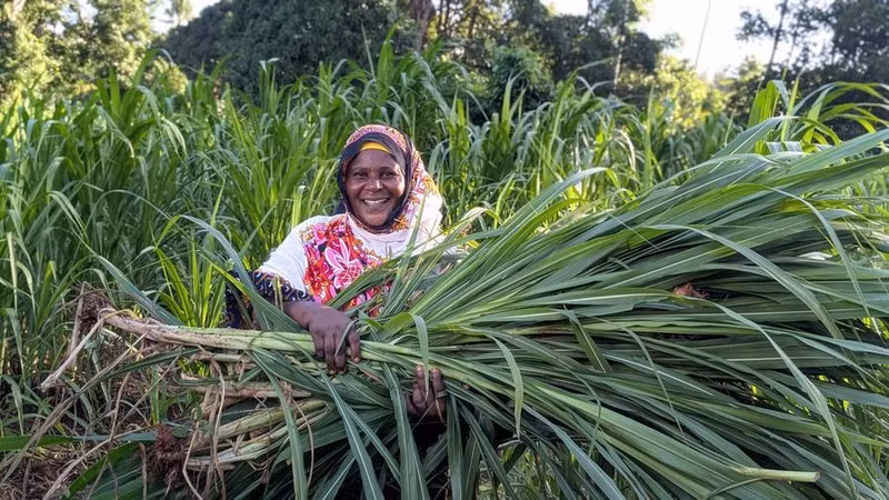 A Tanzanian dairy farmer carries freshly harvested Juncao grass in Zanzibar, Tanzania, May 12, 2026. (Photo: Xinhua)