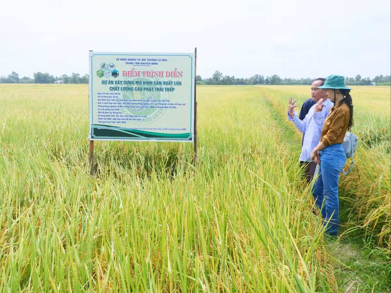 vna-potal-nong-dan-ca-mau-phan-khoi-voi-mo-hinh-lua-phat-thai-thap-8268643.jpg