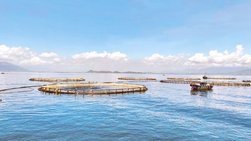 A high-tech deep-water fish farming zone operated by Australis Aquaculture Viet Nam Co., Ltd in Van Phong Bay, Khanh Hoa province.