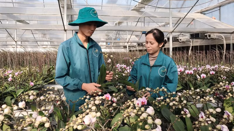 High tech production of Phalaenopsis orchids at Dan Hoai Cooperative in Dan Phuong Commune, Ha Noi. (Photo: Giang Son)