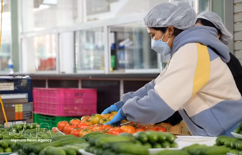 Vegetables and fruits remain among the key foreign currency earners of Lam Dong province, with export turnover estimated at 30.42 million USD in the first quarter of 2026. (Photo: VNA)