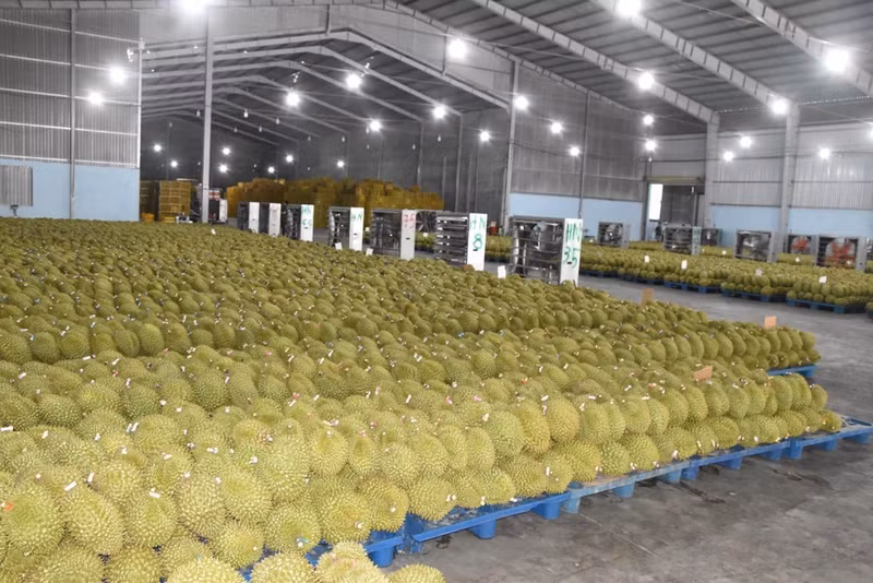 Durian collected for distribution in Dong Thap province. (Photo: VNA)
