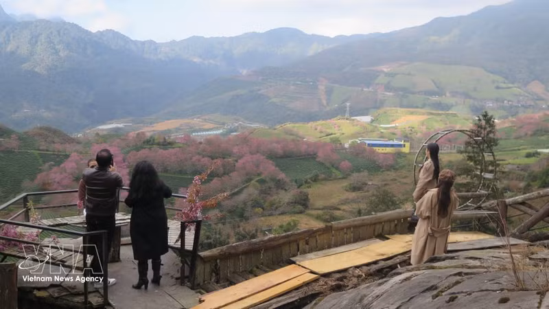 Tourists check in at the cherry apricot blossom garden in the O Quy Ho Pass area, Sa Pa. (Photo:VNA)