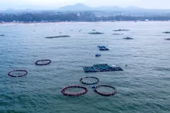 In Lien Huong Commune, several HDPE cage-based marine aquaculture areas have been established.