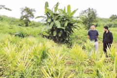 Quang Ngai Province develops medicinal plant cultivation areas with economic value and helps increase incomes for people in mountainous areas.
