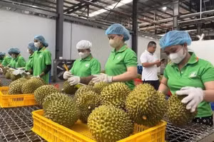Viet Nam’s traceability system has so far been updated with information on about 18,000 products from 26 out of 34 provinces and cities, with the participation of 255 growing areas and 149 enterprises.