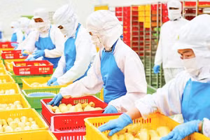Preliminary processing of durians for export at Chanh Thu Fruit Import-Export Group JSC. (Photo: MINH ANH)