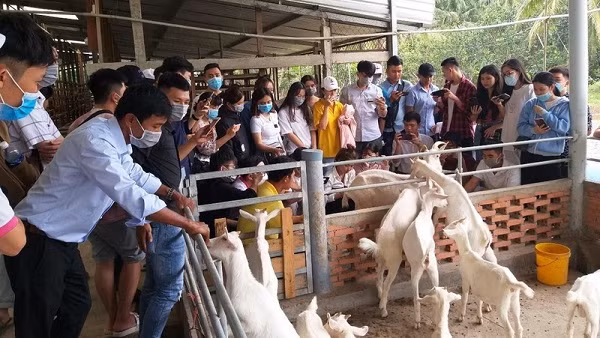Tien Giang farmers impress visitors with green agro-tourism models ảnh 1