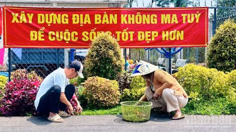 Residents tend to the landscape along a model road in Hamlet 120, Phu Vinh Commune.