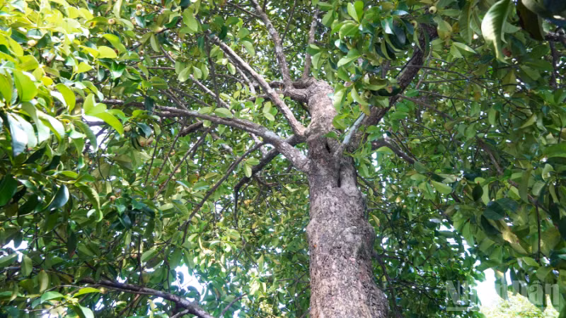 The 40-year-old mangosteen tree belonging to Nguyen Van Tan, a farmer in Thanh Xuan commune, Can Tho city. (Photo: VAN UT)