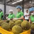 Viet Nam’s traceability system has so far been updated with information on about 18,000 products from 26 out of 34 provinces and cities, with the participation of 255 growing areas and 149 enterprises.