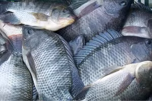 Tilapia exports to Brazil surge 222 times in eight months (Photo: vasep.com.vn)