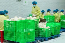 Packaging coconuts for export at an enterprise in Vinh Long Province. (Photo: Minh Anh)