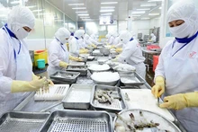 Processing shrimps for export at Cafatex. (Photo: NDO)
