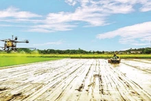 Mechanisation in high-quality rice cultivation at Tien Thuan Cooperative.