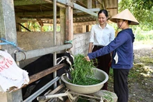 Goat farming aligns well with the conditions and farming practices of residents in flood-prone Huong Khe, Ha Tinh. (Photo: Duc Chien)
