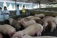 Pig farming in Dong Nai Province.