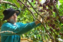 Coffee is one of the key crops with high export value in Gia Lai.