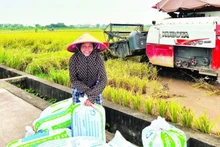 Rice output from the Red River Delta contributes to ensuring food security.