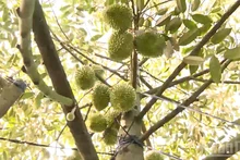 Phosphate fertiliser is widely used to stimulate durian flowering, contributing to cadmium residues.