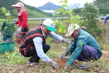 Local residents in Da Nang join a campaign to plant large timber trees.