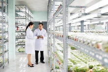 The plant tissue culture laboratory at the Ho Chi Minh City High-Tech Agricultural Park.