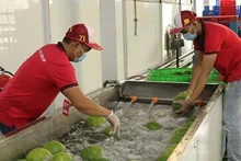 Sorting pomelos for export at Vina T&T Group. (Photo: Minh Ha)