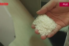 Video: Price of Viet Nam’s rice exports rises, businesses boost market diversification