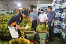 Packaging durian for export in Dak Lak. (Photo: Cong Ly)